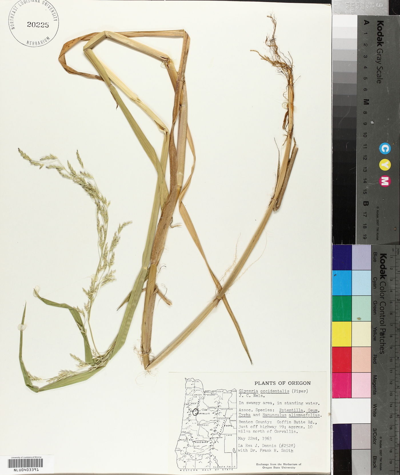 Glyceria occidentalis image