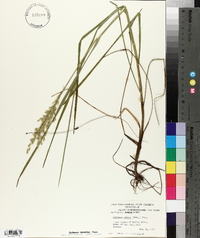 Glyceria obtusa image