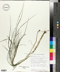 Glyceria melicaria image