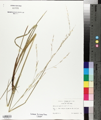 Glyceria septentrionalis image