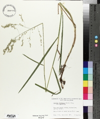 Glyceria canadensis image