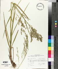 Glyceria canadensis image