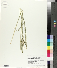 Glyceria canadensis image