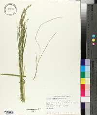 Glyceria canadensis image