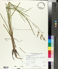 Glyceria canadensis image