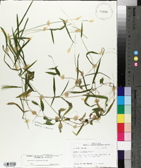 Leersia virginica image