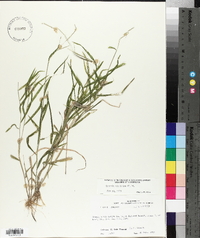 Leersia virginica image