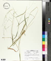 Leersia virginica image