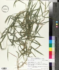 Leersia virginica image