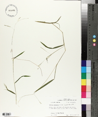 Leersia virginica image