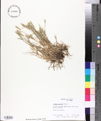 Hordeum pusillum image