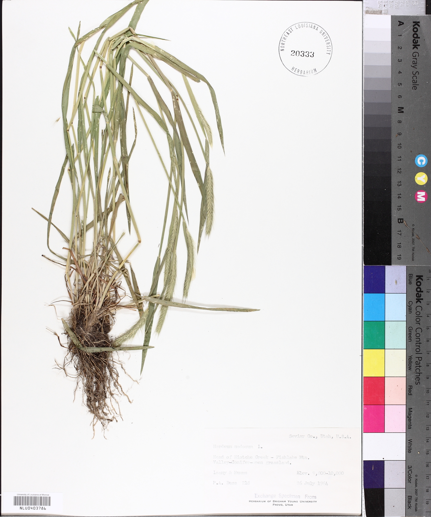 Hordeum brachyantherum subsp. brachyantherum image