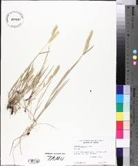 Hordeum pusillum image