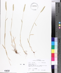 Hordeum pusillum image