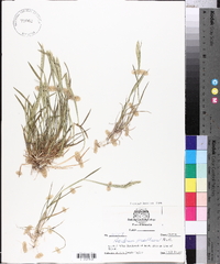 Hordeum pusillum image