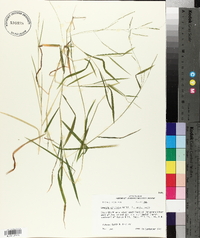 Leersia virginica image