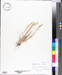 Hordeum pusillum image