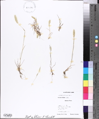 Hordeum pusillum image