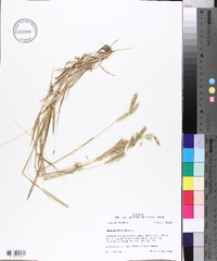 Hordeum pusillum image