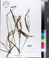 Elymus hystrix image