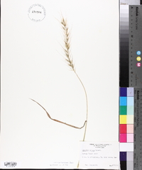 Elymus hystrix image