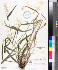 Elymus hystrix image