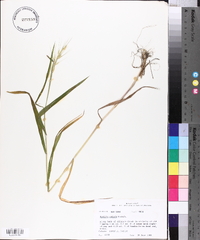 Elymus hystrix image