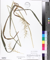 Elymus hystrix image