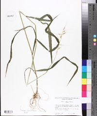 Elymus hystrix image