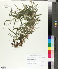 Leersia virginica image