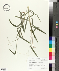 Leersia virginica image