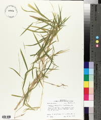 Leersia virginica image