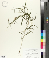 Leersia virginica image