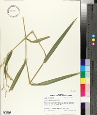 Leersia lenticularis image