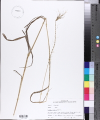 Elymus hystrix image