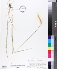 Elymus hystrix image