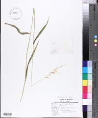 Elymus hystrix image