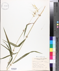 Elymus hystrix image