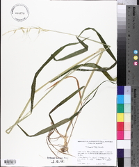 Elymus hystrix image