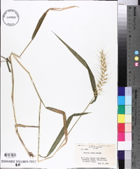 Elymus hystrix image