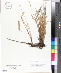 Imperata cylindrica image