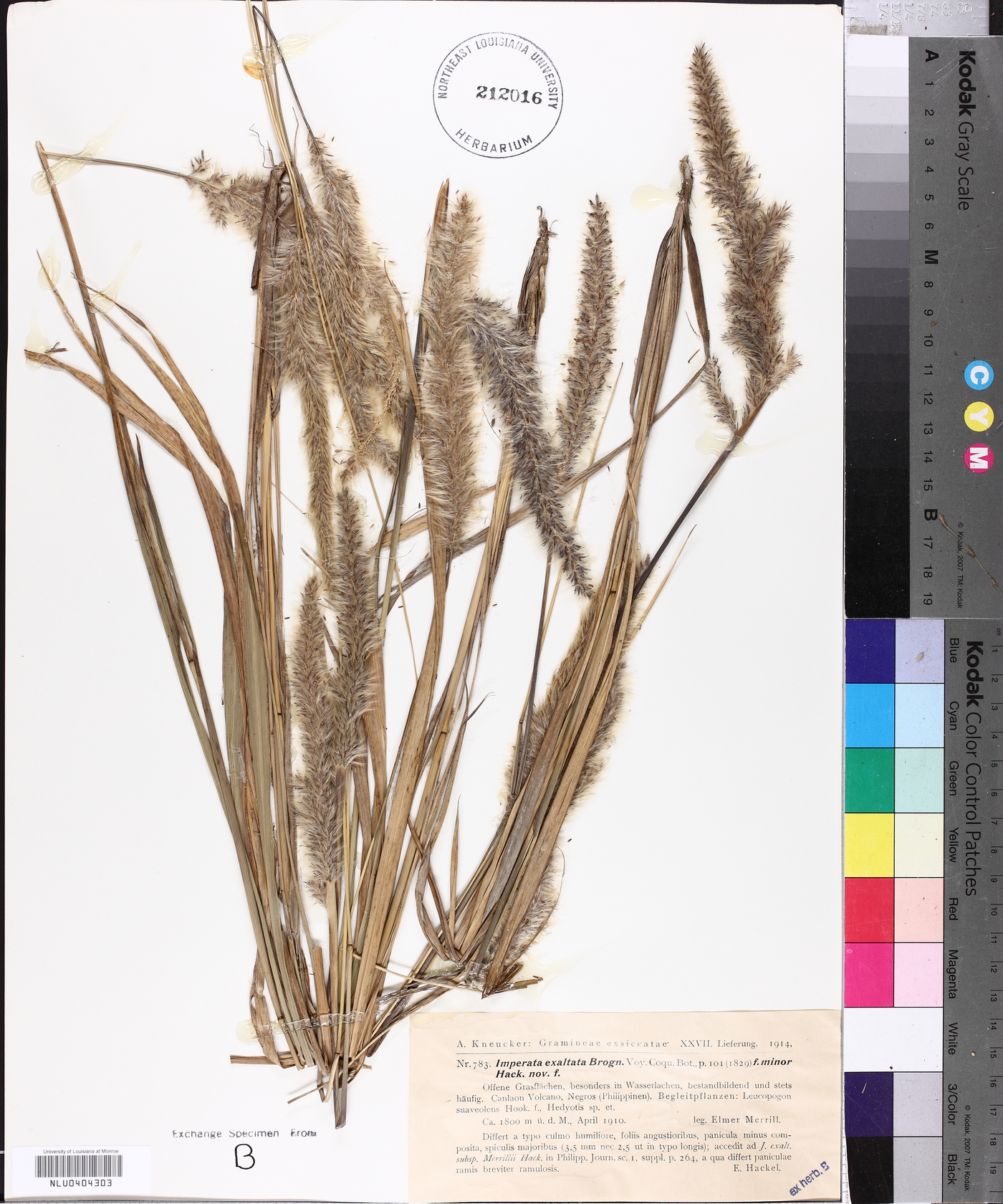 Imperata exaltata image