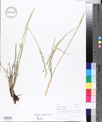 Leucopoa kingii image