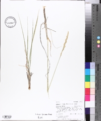 Leucopoa kingii image