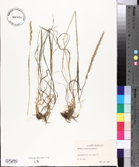 Media resource of Koeleria polonica