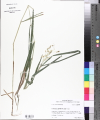 Leersia lenticularis image