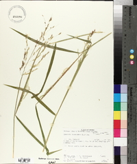 Leersia virginica image