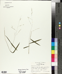 Leersia virginica image