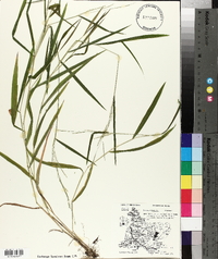 Leersia virginica image