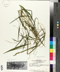 Leersia virginica image